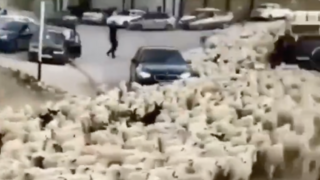 Ulicami prešla črieda oviec s nasprejovaným písmenom Z. Ruská autonómna republika tak vyjadrila podporu vojne