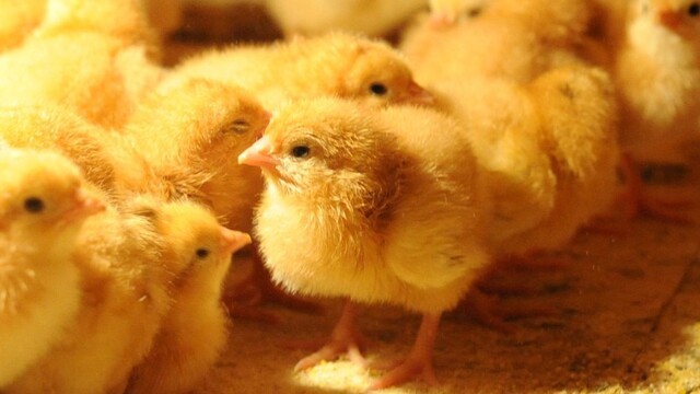 Volanie o pomoc? Umelá inteligencia vie z pišťania kuriatok zistiť, či sú spokojné