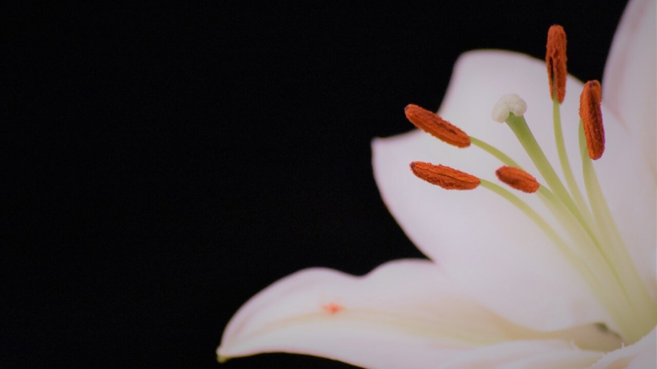 Nielen v záhrade, ale aj v domácej lekárničke: Z ľalie si môžete urobiť multifunkčný liek