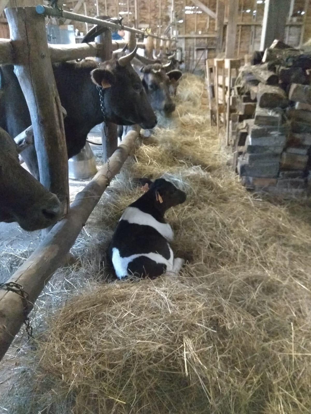 Michaela vo Francúzsku na farme