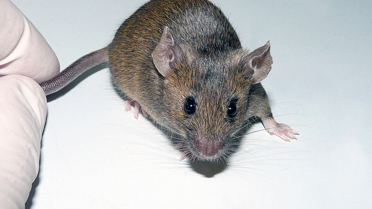 VEDA: Vedcom sa podarilo naklonovať myši z lyofilizovaných kožných buniek