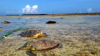 Na pláži v Japonsku objavili 30 dobodaných morských korytnačiek. K činu sa priznal rybár