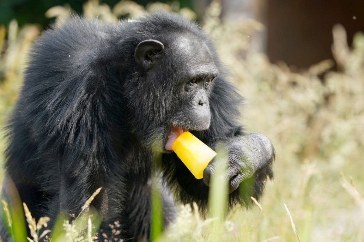 V zoologických záhradách ponúkali zvieratám ľadové lízanky.