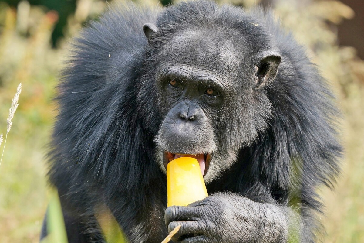 V zoologických záhradách ponúkali zvieratám ľadové lízanky.