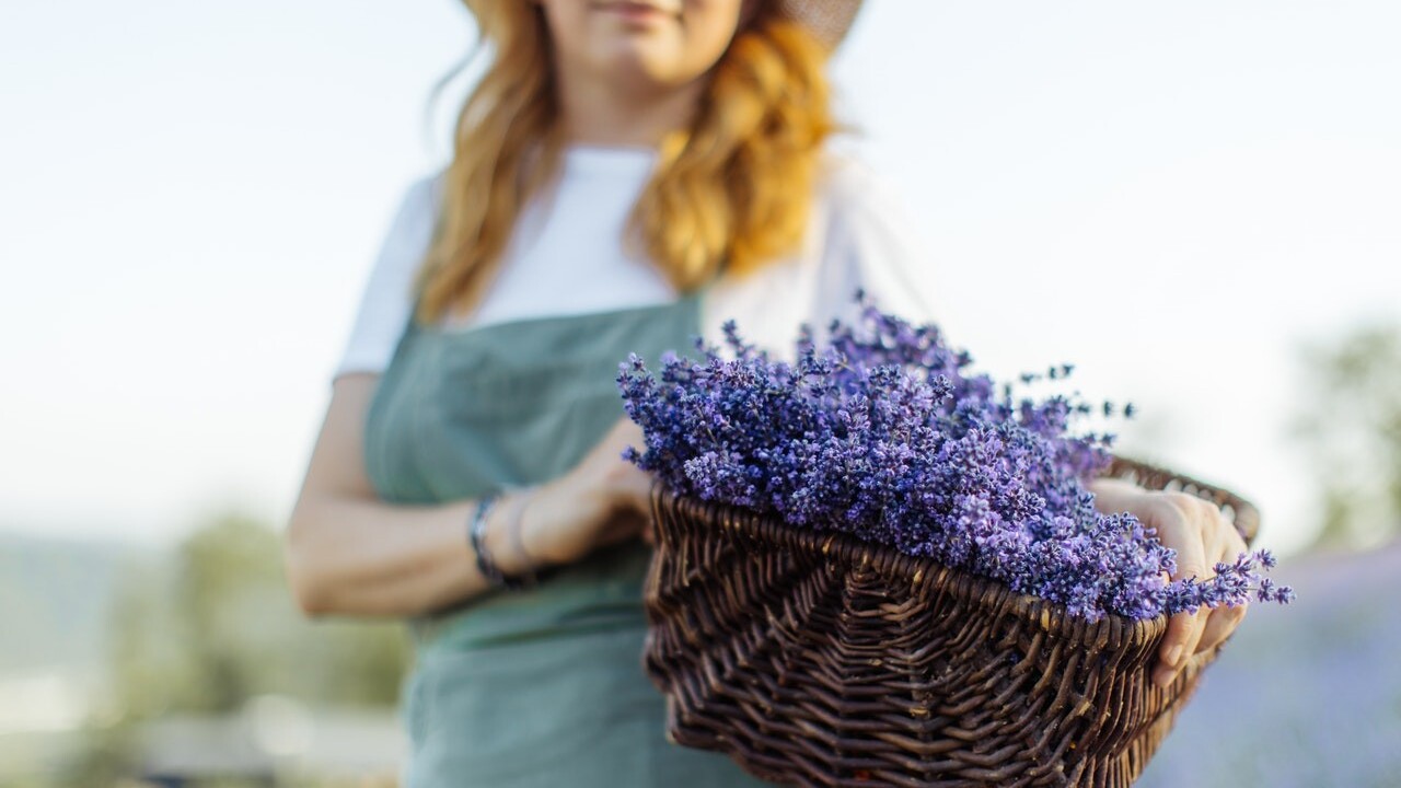 Varte s levanduľou: Využiť sa dá v kuchyni na sladko i na slano