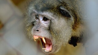 Japoncov trápia neposlušné opice. V krátkom čase zranili desiatky ľudí