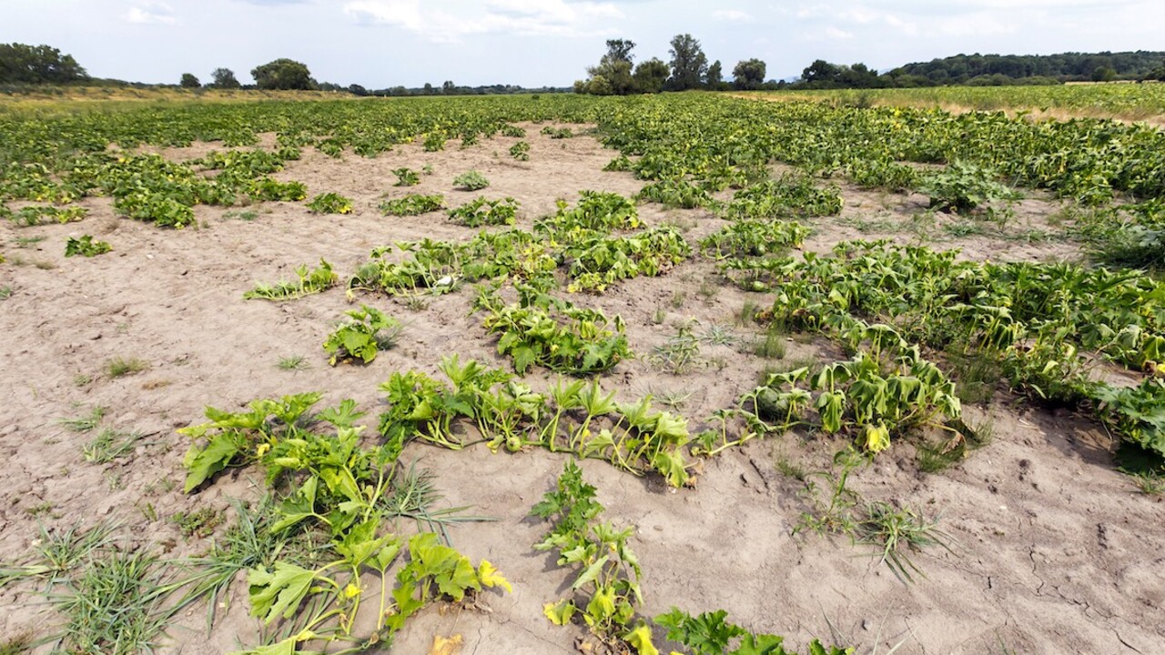 Polia v trnavskom regióne sužuje sucho. Klesne aj úroda jesenných plodín, niektoré podniky to nemusia prežiť