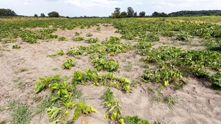 Polia v trnavskom regióne sužuje sucho. Klesne aj úroda jesenných plodín, niektoré podniky to nemusia prežiť