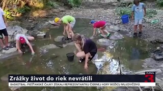 V riekach na Považí uhynuli tisícky živočíchov. Rybári si takúto katastrofu nepamätajú