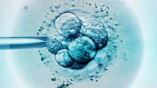 Vedcom sa podarilo vytvoriť prvé umelé embryá. Využili na to kmeňové bunky z myší