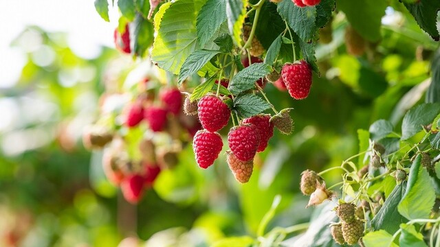 Sezóna slovenského ovocia je v plnom prúde. Sladké, extra veľké maliny či melóny bez jadierok nájdete v BILLA