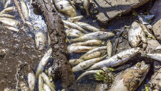 Najdlhší vodný tok v Poľsku môže byť kontaminovaný. Z rieky Odra vytiahli päť ton uhynutých rýb