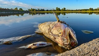 Vzorky vody preukázali, že poľská rieka je kontaminovaná ortuťou. Náhle uhynuli tisíce rýb