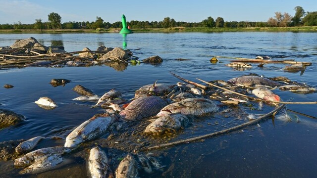 Testy v rieke Odra odhalili vysokú slanosť, avšak žiadnu ortuť, uviedla poľská ministerka