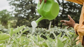 Bohatá jesenná úroda vďaka domácim hnojivám: Skúste vajíčka, banány i kávu