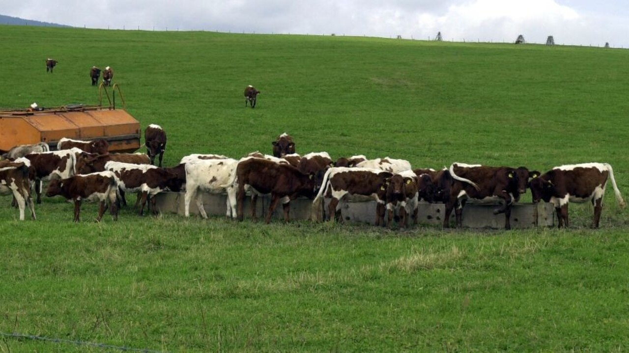 Na amerických školákov zaútočili v Tirolsku kravy, zasahovať museli záchranári