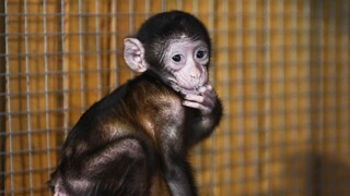 Opice v nebezpečenstve? V Brazílii ich viacero zabili kvôli zdieľanému názvu s opičími kiahňami