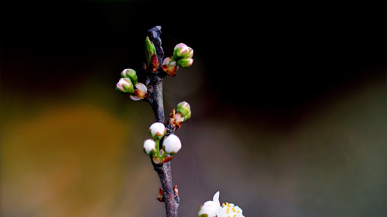 Počuli ste o gemmoterapii? O vaše zdravie sa postarajú púčiky rastlín