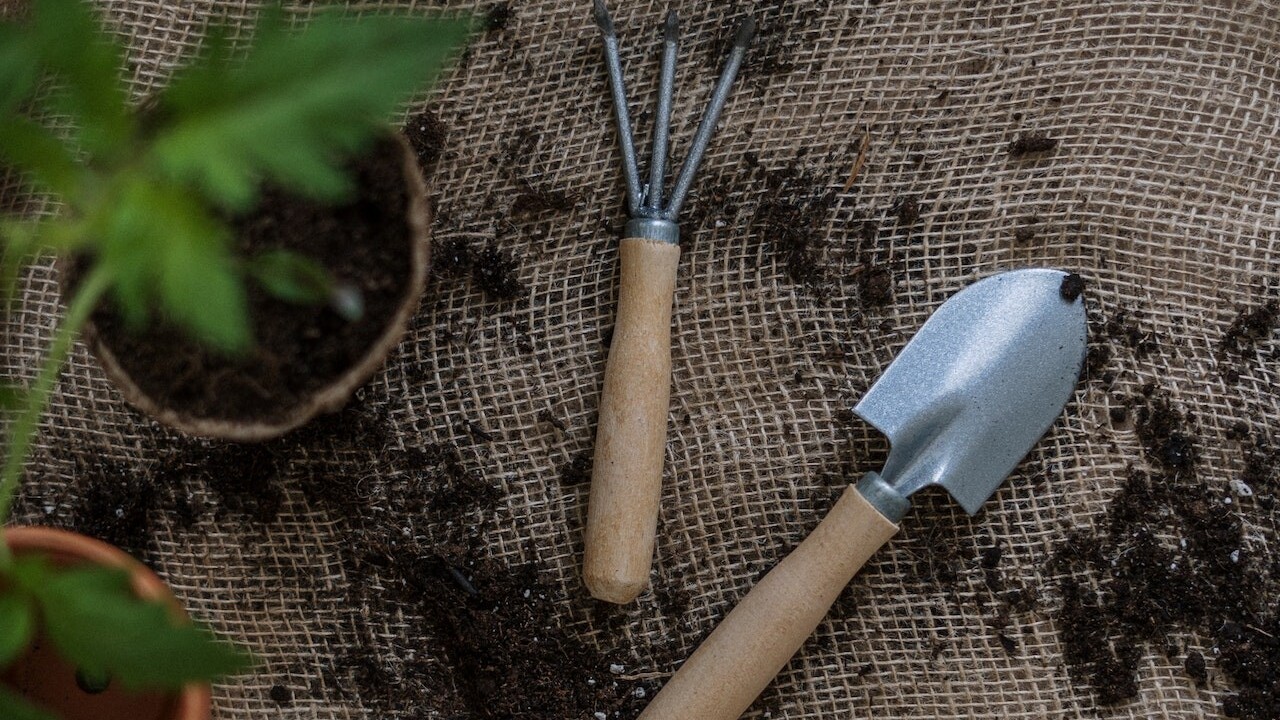 Ocot poslúži nielen v kuchyni, ale aj záhrade: Toto všetko dokáže vyriešiť