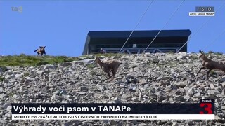 Tatranskí ochranári majú výhrady voči pohybu psov v národnom parku, ohrozujú iné zvieratá