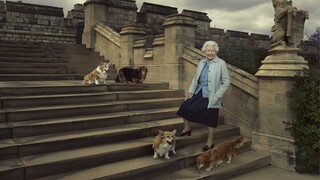 Desaťročia spestrovali každodenný život panovníčky. Posledné psy Alžbety II. už majú nového majiteľa