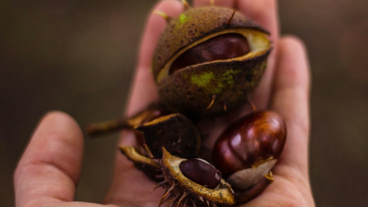 Nezbierajte ich len na dekorácie: Pripravte si gaštanový prací prášok, zubnú pastu aj kúpeľ