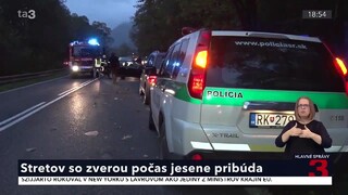 Vodiči by mali byť na cestách viac ostražití. Stretov so zverou počas jesene pribúda