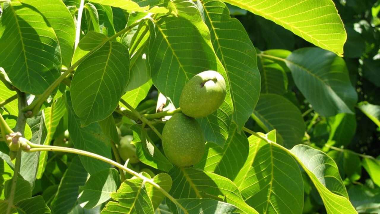 Posledná šanca nazbierať si orechové listy: Fungujú aj proti zápachu a poteniu nôh