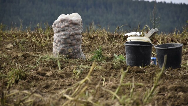 Náklady na skladovanie ovocia a zeleniny sa zvýšili, rezort pôdohospodárstva chce pestovateľom pomôcť