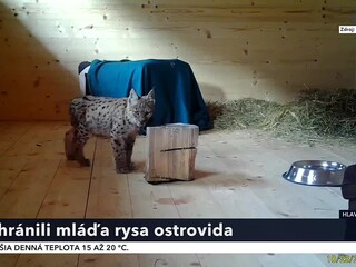 rys_6.jpg