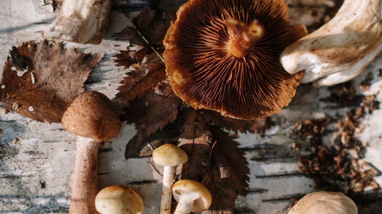 Hubové orgie na mnoho spôsobov: Sušiť, mraziť, soliť, nakladať, mlieť alebo dokonca údiť?