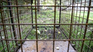 V mestských lesoch v Bratislave prebiehal hromadný odlov diviakov. Niektoré cesty uzavreli