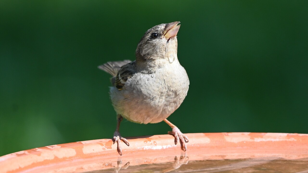 Počúvanie vtáčieho spevu zlepšuje duševné zdravie a mierni príznaky depresie, uvádza štúdia