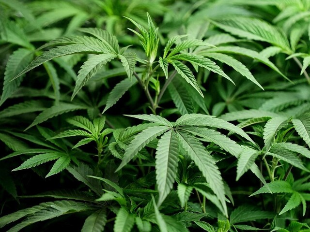 V týchto mestách môžu fajčiť marihuanu. Holandsko skúšobne legalizuje