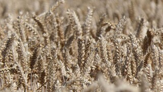 Dohodu o vývoze obilnín z Ukrajiny predĺžili, súhlasí aj Rusko. Ide o dôležitý krok v boji proti potravinovej kríze