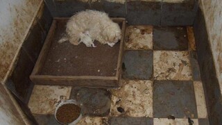 Choré a podvyživené šteniatka. Enviropolícia obvinila ženu z Hurbanova z nelegálnej množiarne psov