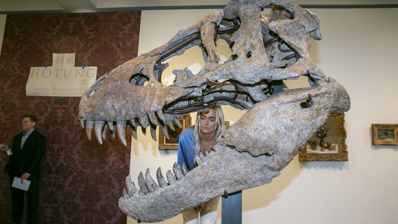 Tyrannosaurus rex bol pravdepodobne oveľa väčší, než vedci doteraz predpokladali
