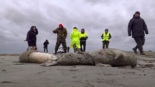 V Rusku vyplavilo na pobrežie Kaspického mora 2500 mŕtvych tuleňov, príčina úhynu je nejasná