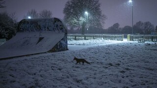Silné sneženie potrápilo aj Britániu. Na londýnskych letiskách boli zrušené desiatky letov
