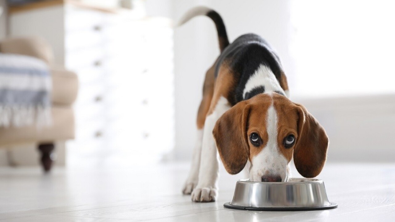 Ako spestriť jedálniček pre psov?