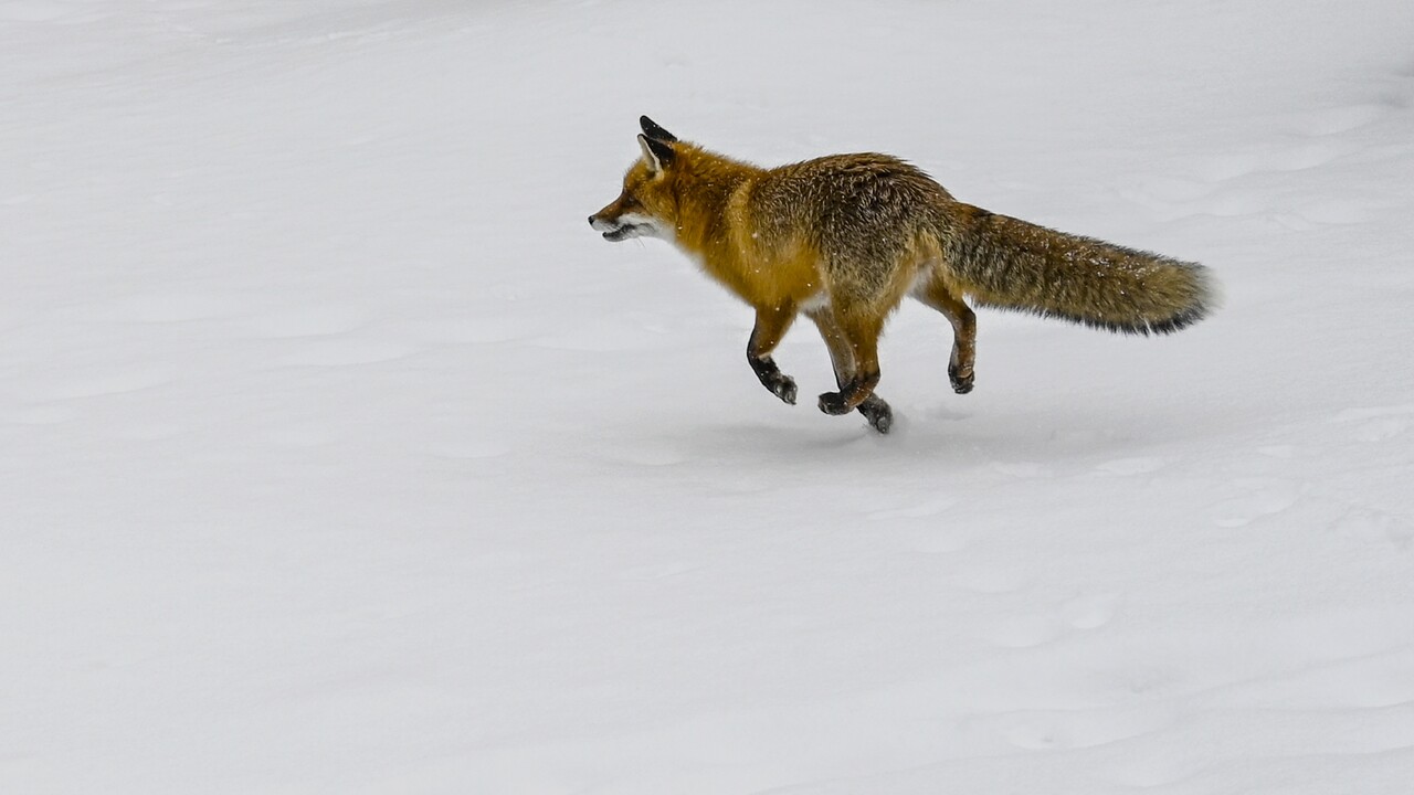 Pri Humennom zachytili prípad besnoty. Ochorenie objavili u uhynutej líšky