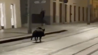 VIDEO: Bratislavčania zostali zaskočení. V centre hlavného mesta pobehoval diviak