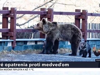 medvede.jpg