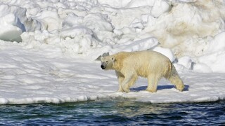 Ľadový medveď zaútočil na Aljaške na dedinčanov. Zabil ženu a malého chlapca