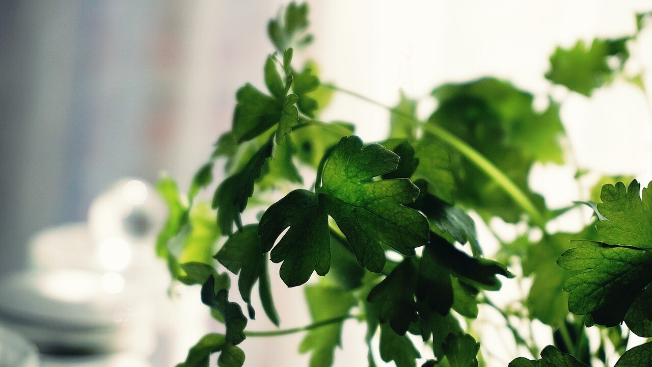 Viac než len obyčajné korenie: Spoznajte liečivé účinky koriandru