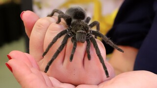 Najväčšie kuriozity sveta: Pavúky dokážu snívať, hady majú klitoris a klimatická kríza mení farbu kvetov