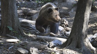 Medveď na kokaíne? Divé zvieratá jedia ľudské odpadky, potraviny aj drogy