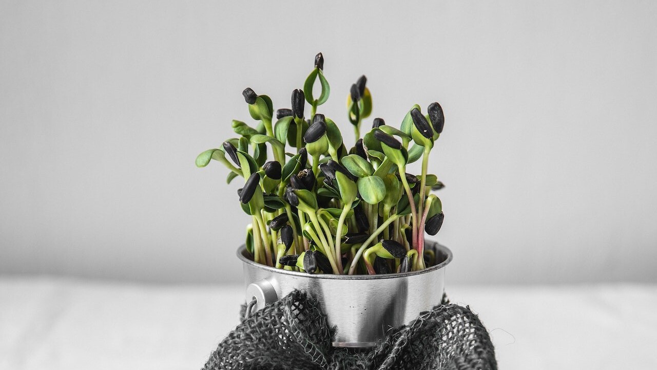 Extra dávka zdravia, ktorá vyrastá len z vody: Vypestujte si mikrobylinky