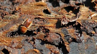 Lykožrút spôsobuje problémy vo viacerých okresoch. Mimoriadna situácia preň je už aj v Revúcej a Detve