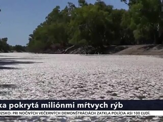 ryby_8.jpg